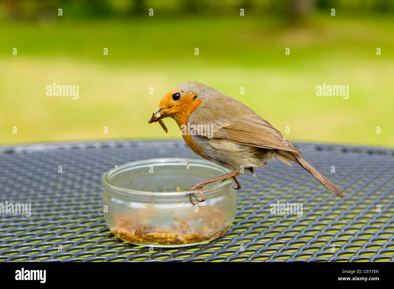Robin feeding on mealworms Stock Photo Alamy