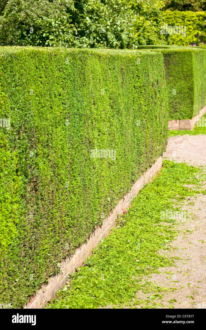 Evergreen hedge after clipping Stock Photo