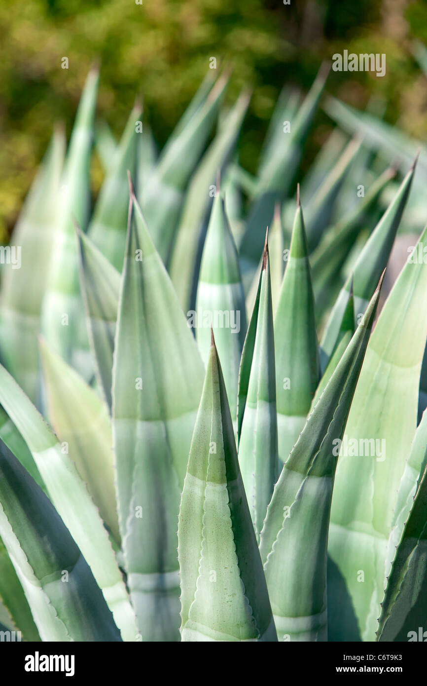 Closeup aloe vera, medicinal plant in his natural environment Stock Photo