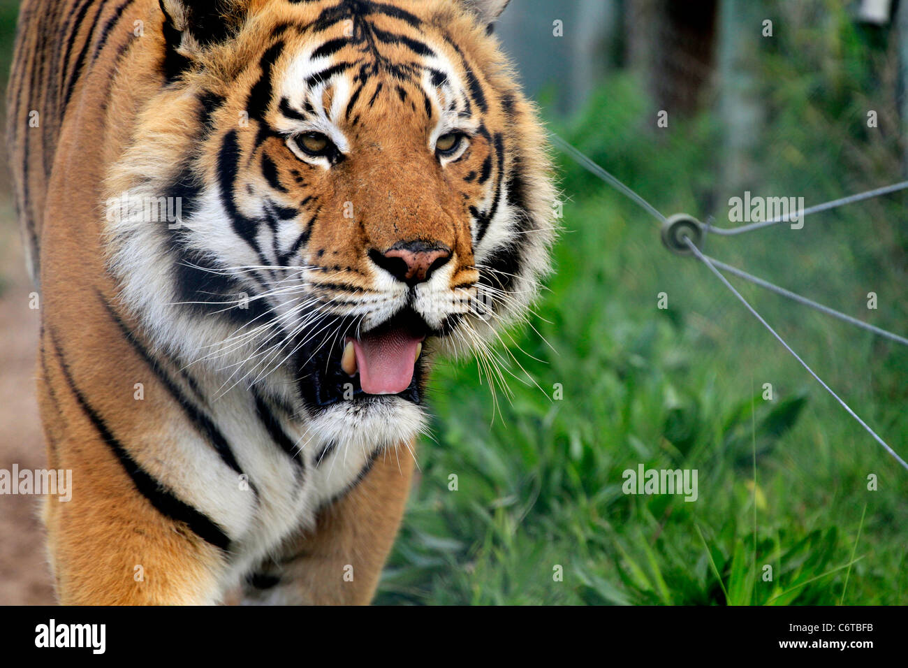 Bengal tiger (Panthera tigris tigris), in Tygerberg Zoo near Cape Town ...