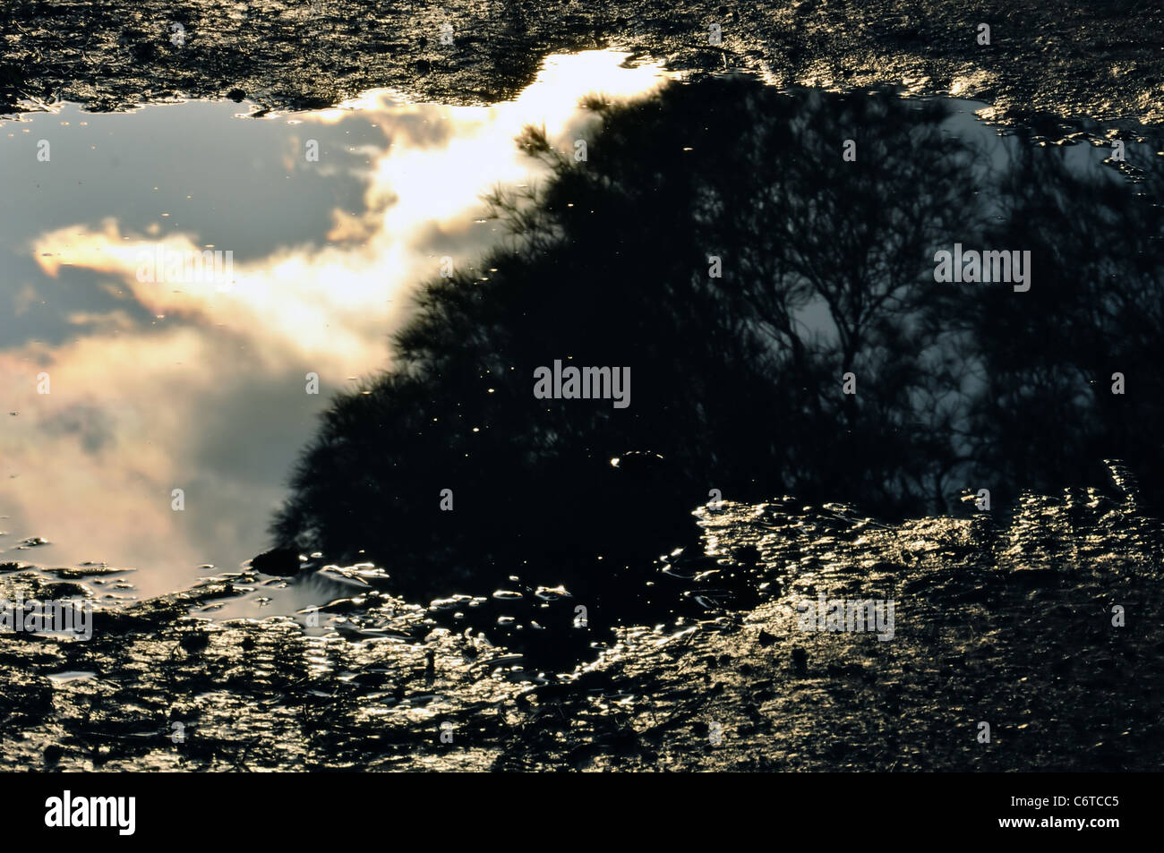 Trees and moody sky reflected in muddy water. Stock Photo