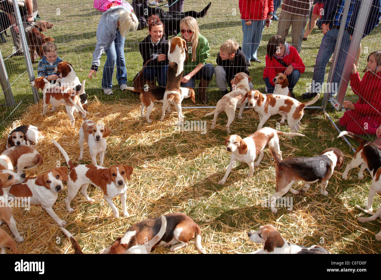 Fox hound puppies at the Bucks County Show 2011 Stock Photo