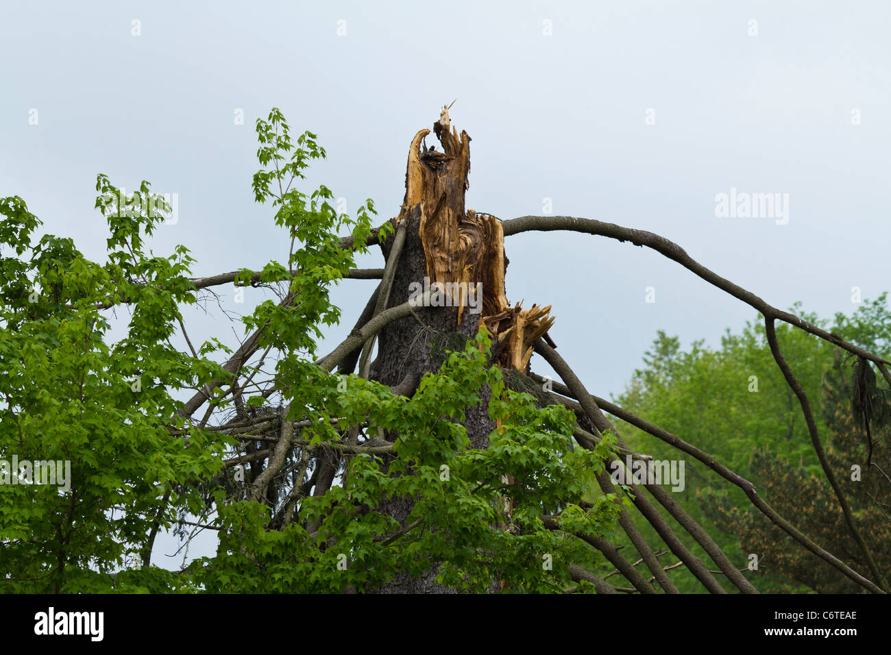 A tree destroyed by lightning hi-res stock photography and images - Alamy
