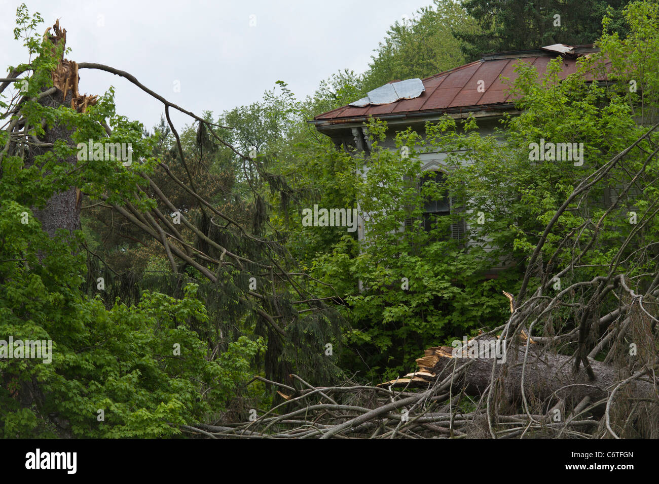 Lightening struck trees hi-res stock photography and images - Alamy