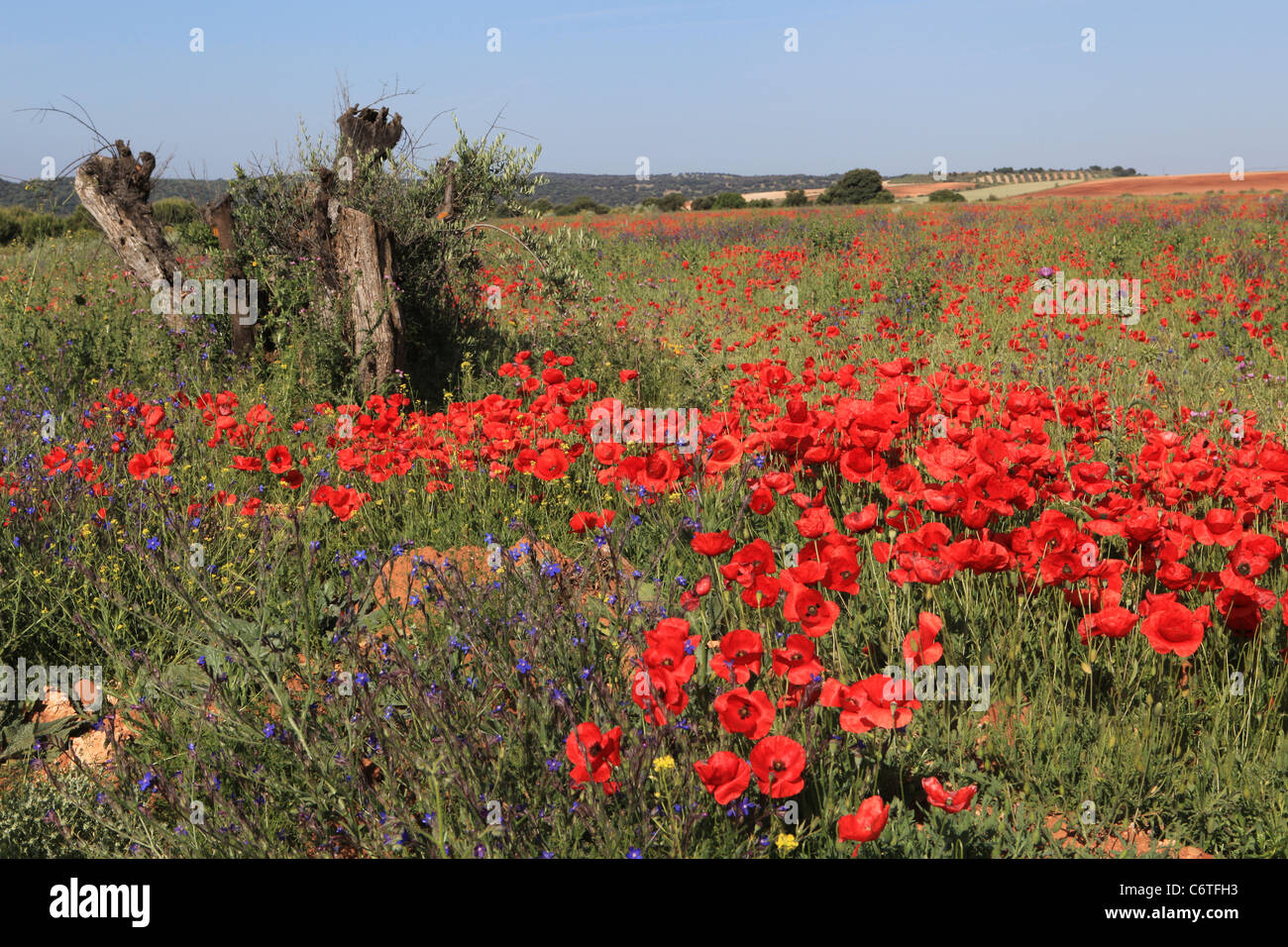 Field of sunlit red poppies (Papaver species) with Bugloss and old olive nr [Talavera de la Reina], [Castilla-La Mancha], Spain Stock Photo