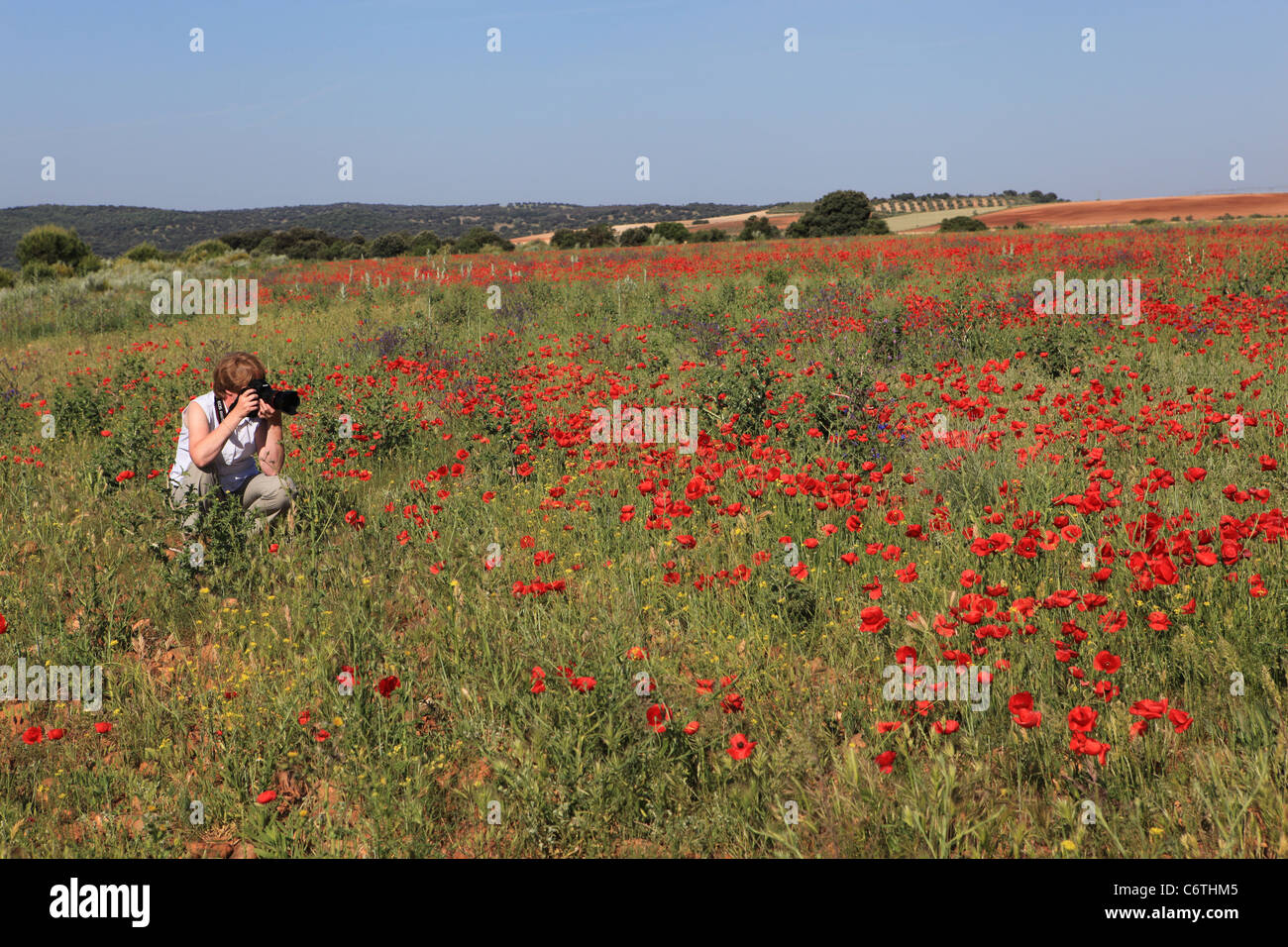 Lady photographing field of sunlit red poppies (Papaver species) near [Talavera de la Reina], [Castilla-La Mancha], Spain Stock Photo