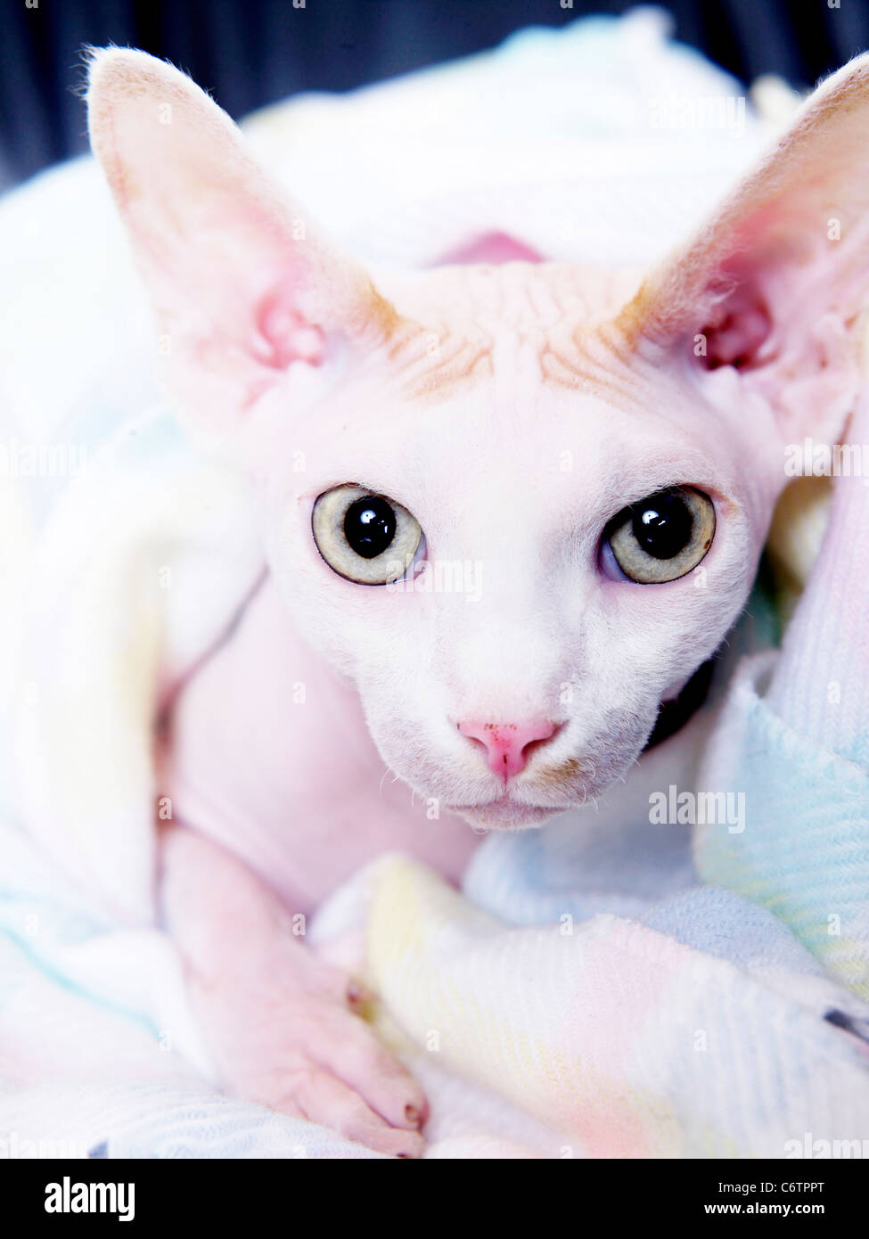 Cat fur asthma hires stock photography and images Alamy