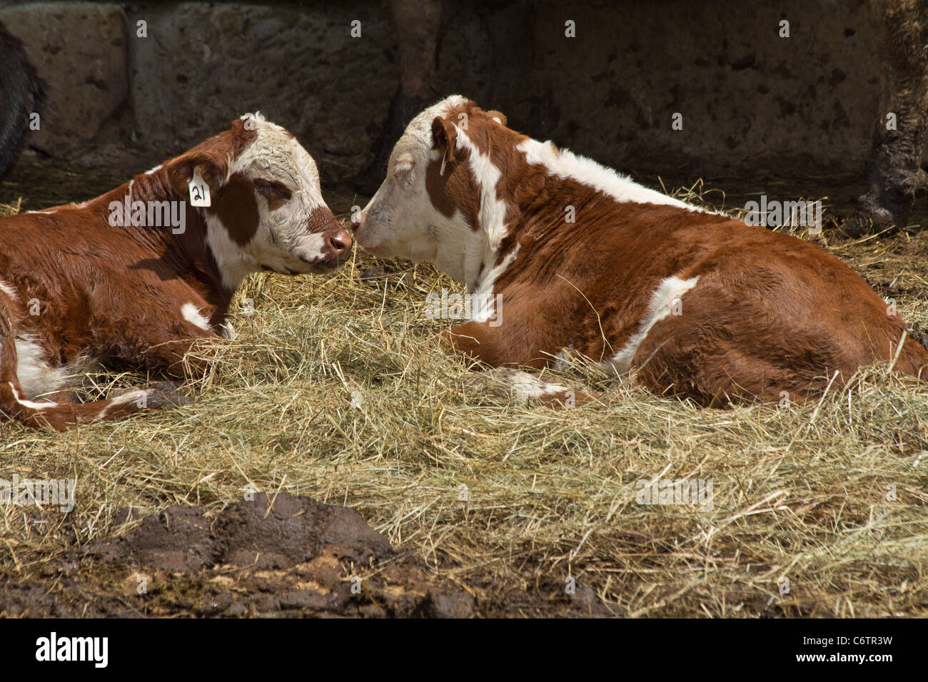 Malabar Farm State Park with domestic animals in Ohio USA US pictures images large high resolution overhead from above horizontal hi-res Stock Photo