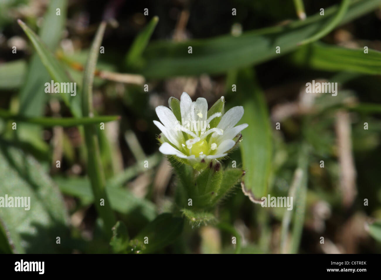 Common mouse-ear chickweed, Cerastium fontanum Stock Photo