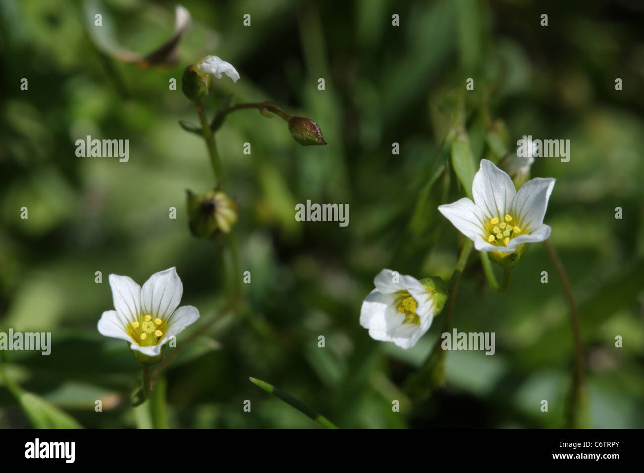 Flowers of Fairy Flax, linum catharticum Stock Photo