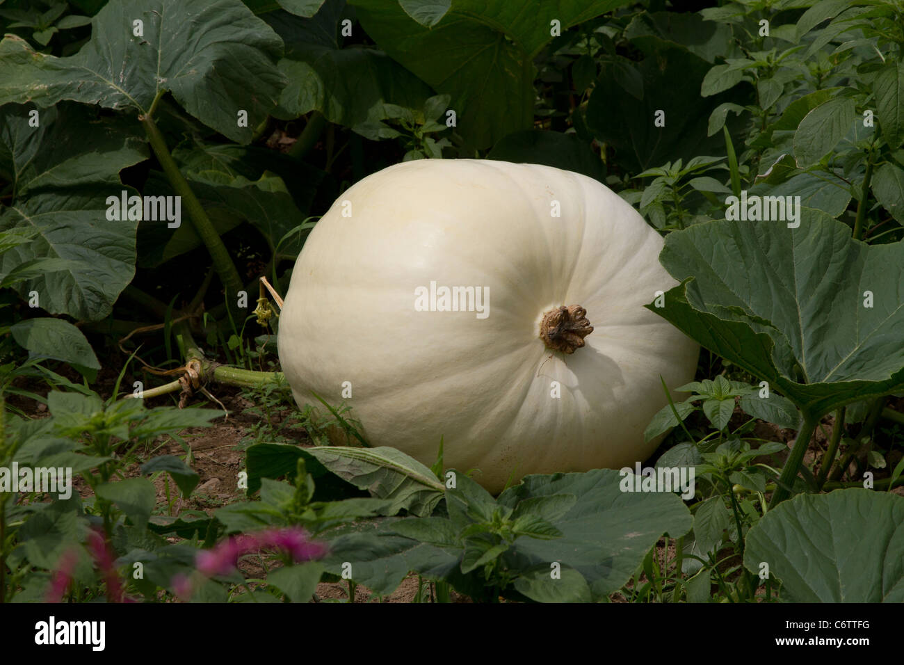 Giant pumpkin growing in a garden Stock Photo - Alamy
