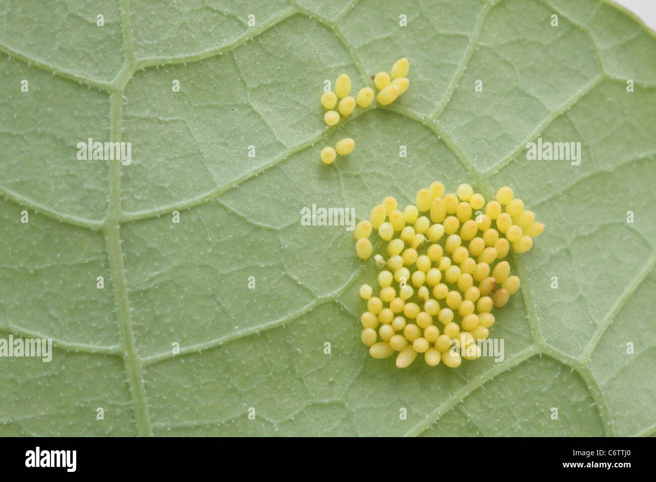 Cluster egg hires stock photography and images Alamy