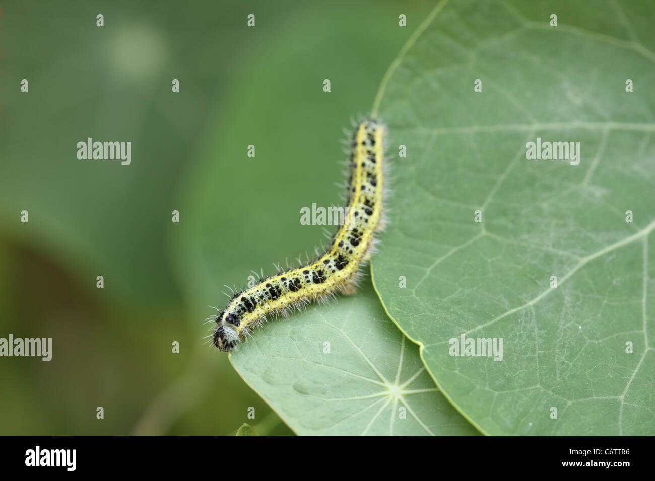Caterpillar of the small white butterfly, Pieris rapae, on nasturtium leaves Stock Photo