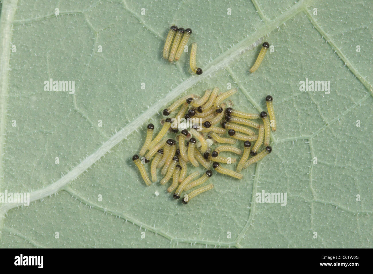 Recently emerged caterpillars of the small white butterfly, Pieris rapae Stock Photo