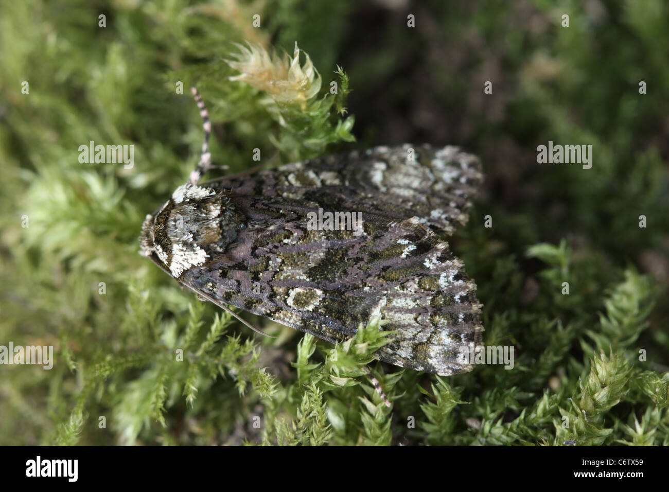 The Coronet Moth against a mossy background Stock Photo