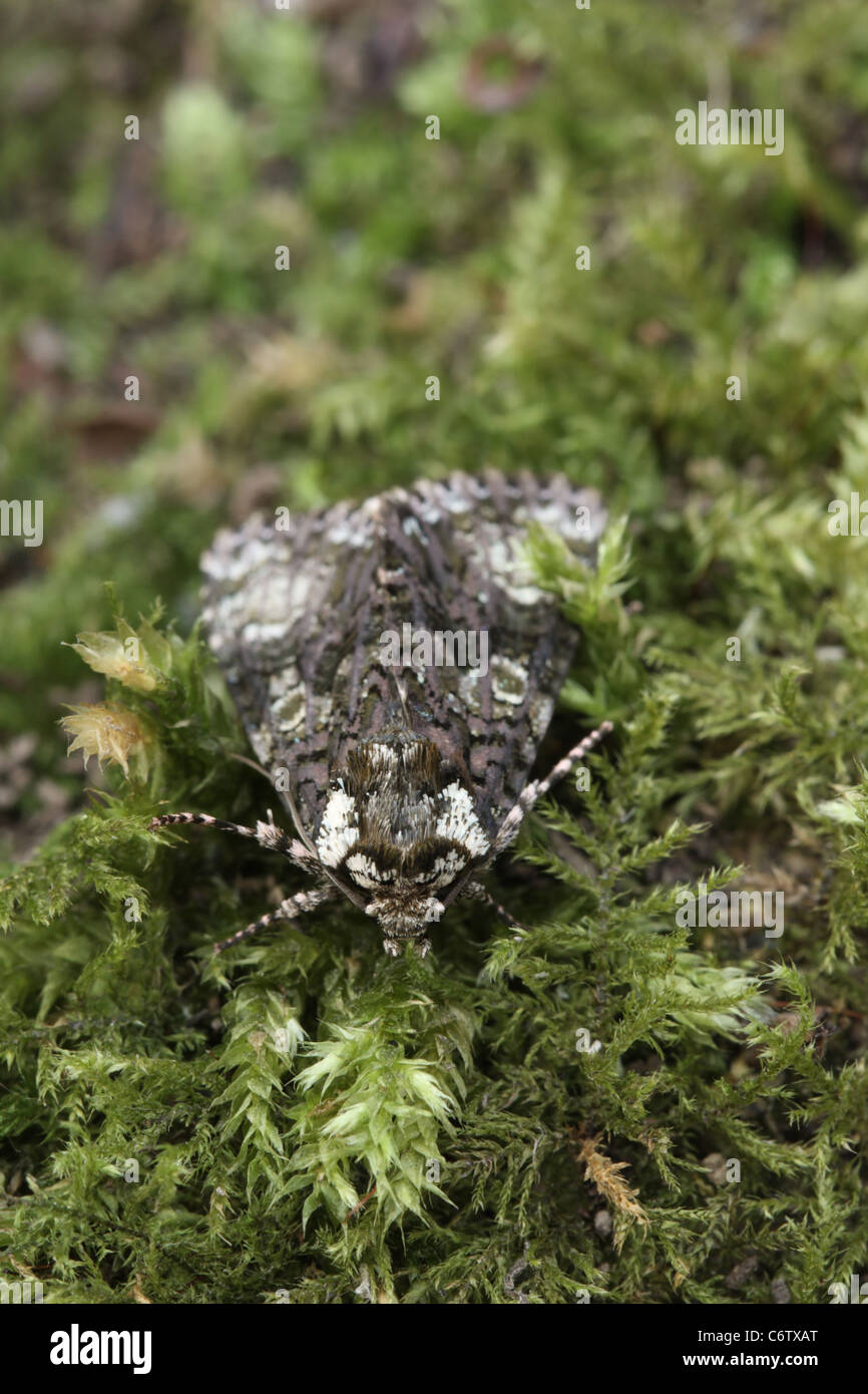 The Coronet Moth against a mossy background Stock Photo