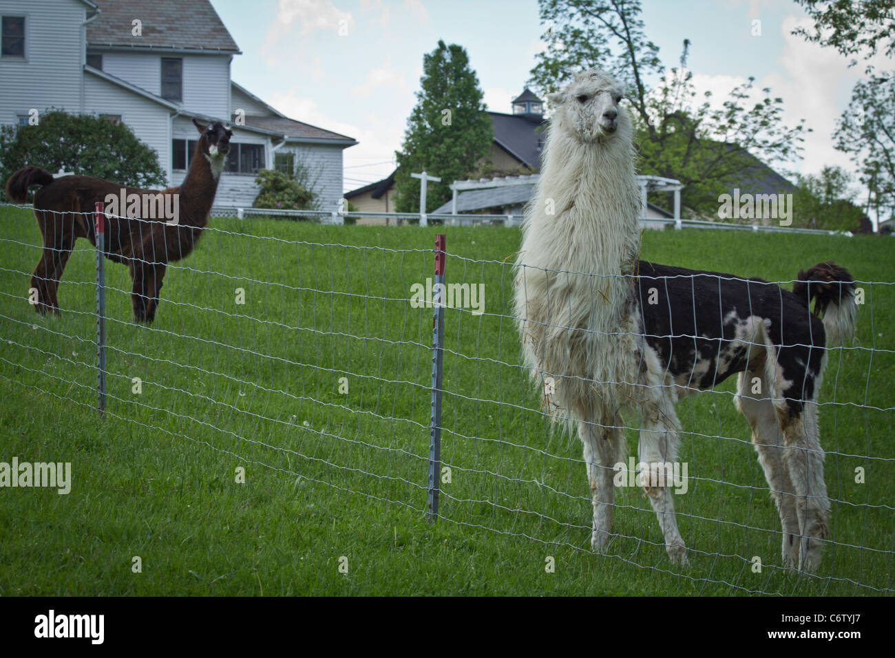 Two lamas grassing on grass field in USA Stock Photo