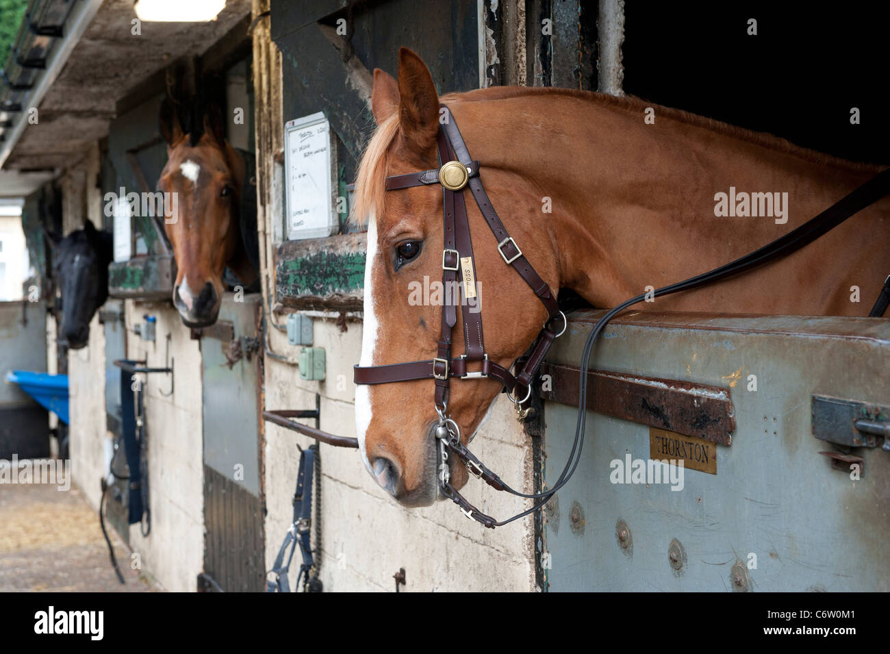 Police horses in stables in Walkington near Hull, East Yorkshire Stock