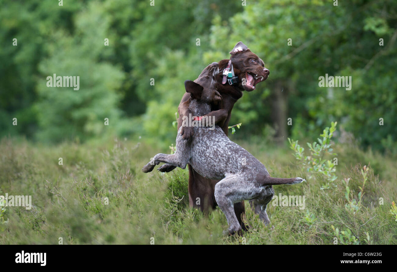 short haired chocolate labrador