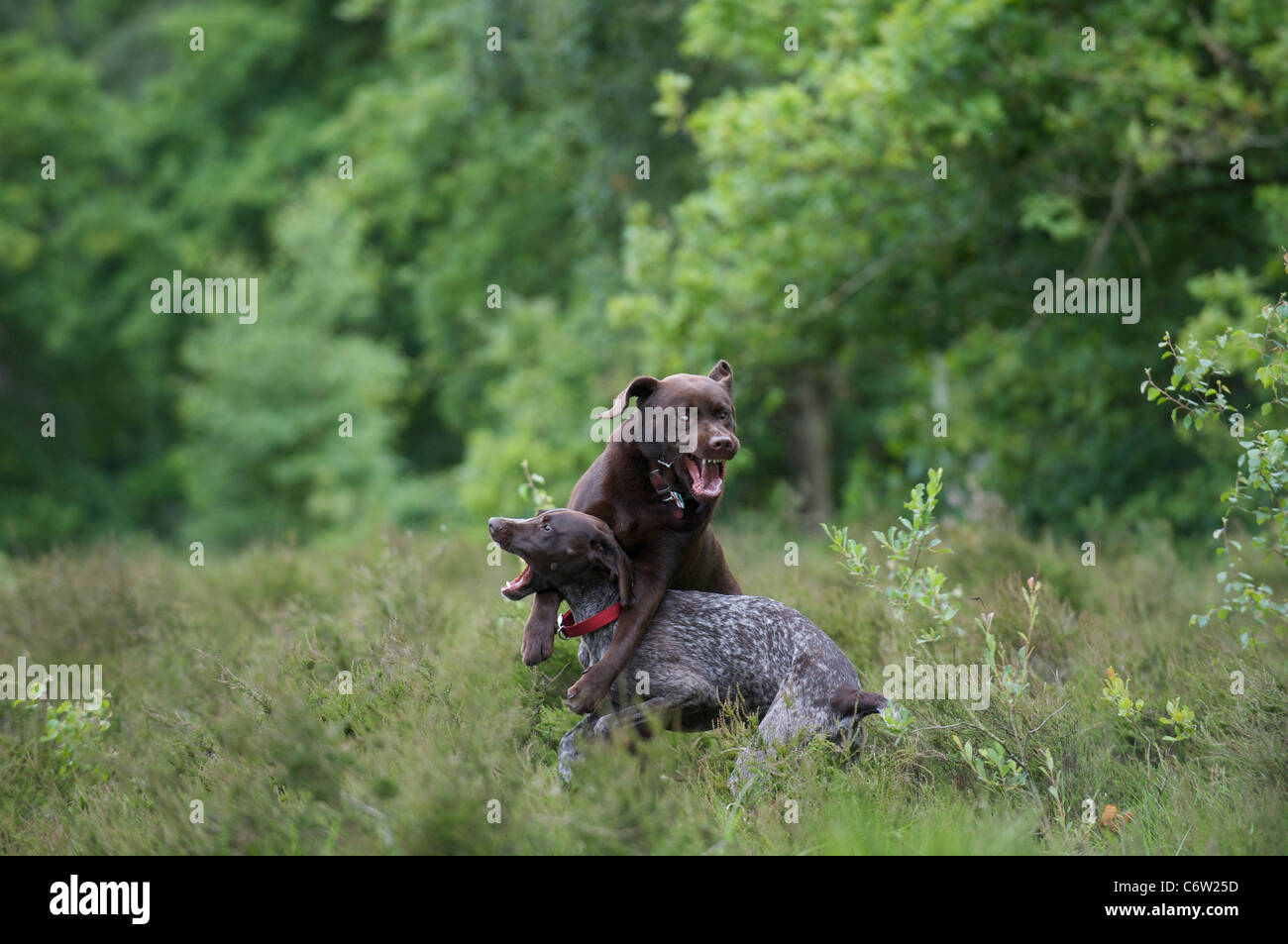 A Chocolate Labrador Plays With A German Shorthaired Pointer Stock