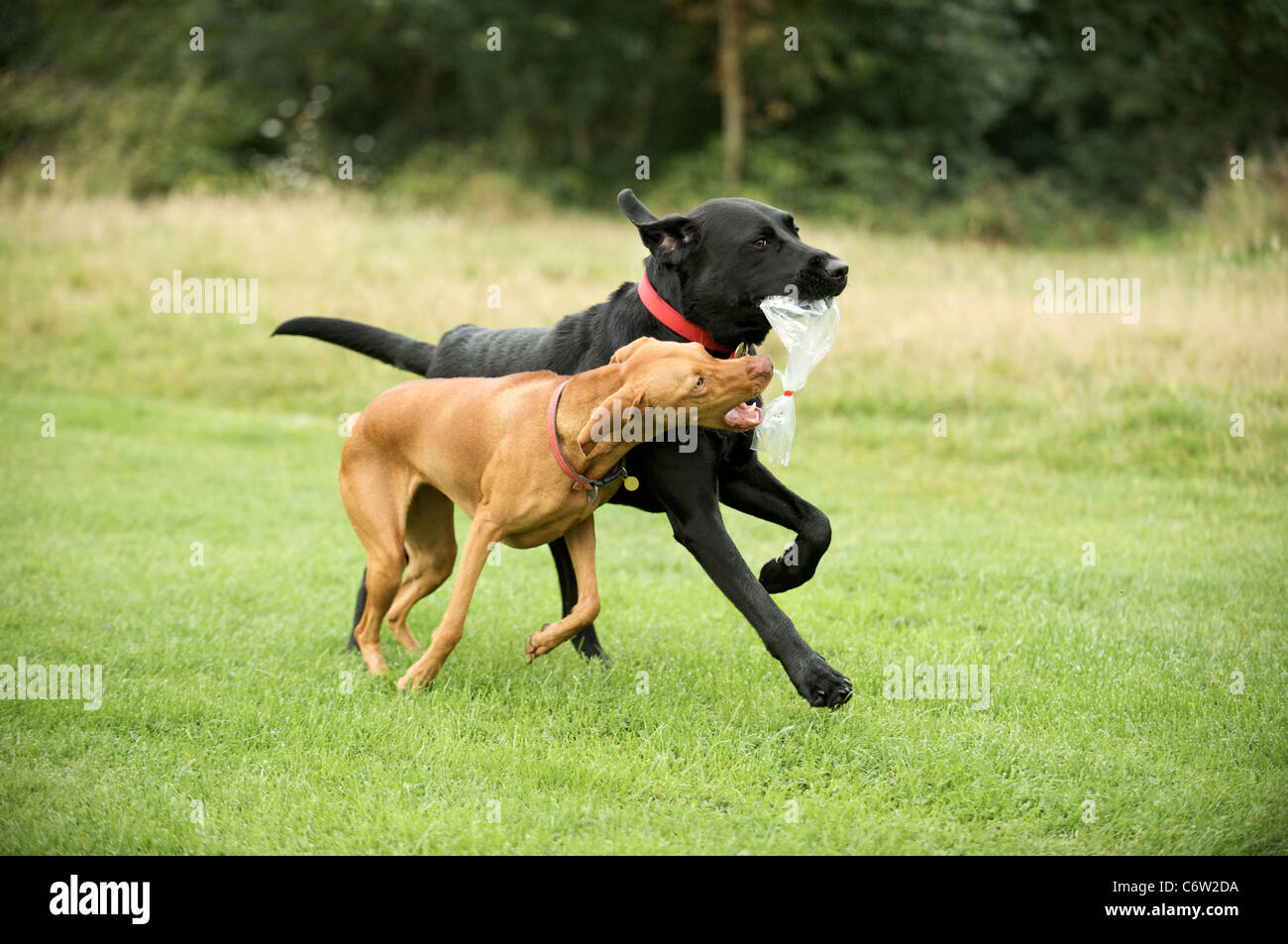 Oscar the Black Labrador and Ashta the Viszal playing with a plastic bag Stock Photo