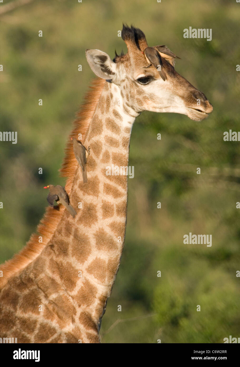Giraffe with tick birds on neck, South Africa Stock Photo