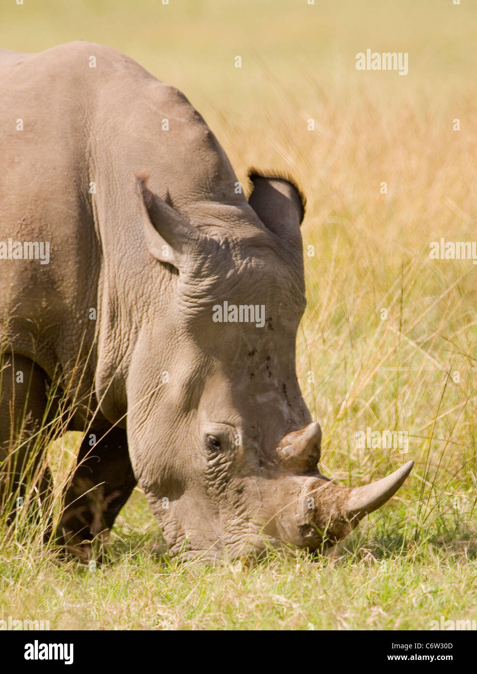 White Rhino grazes in the late afternoon, Tala, South Africa Stock Photo