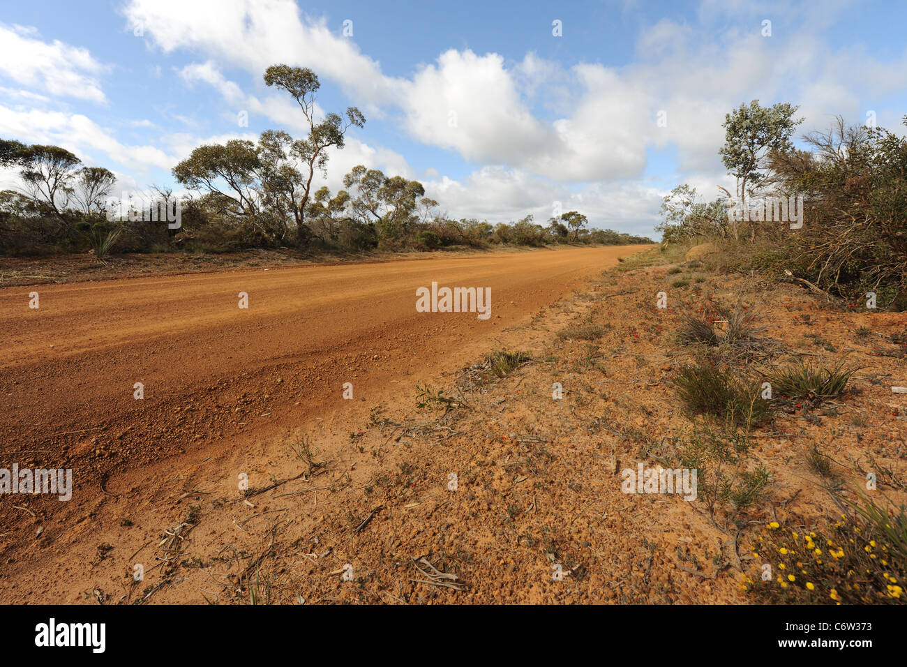 wildflowers at side of dirt track off South Coast Highway, Esperance Shire, Western Australia, Australia Stock Photo