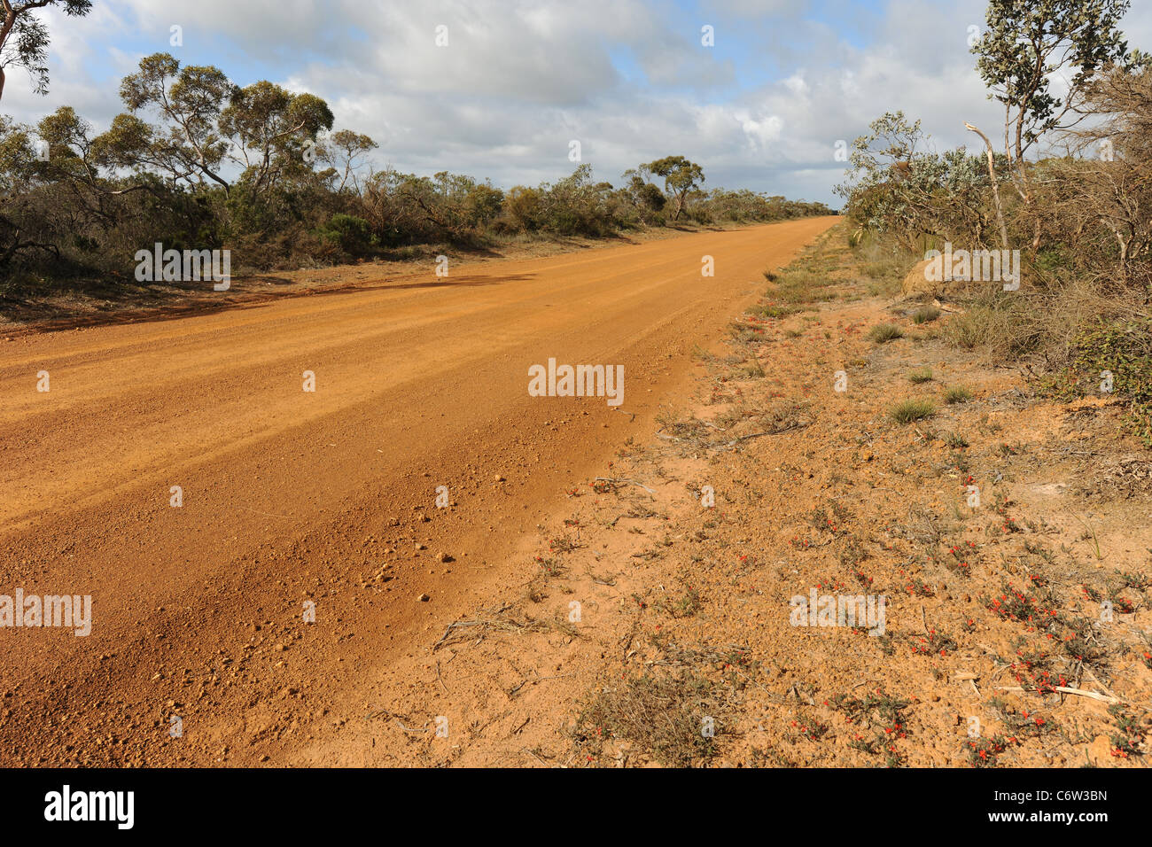 wildflowers on side of dirt track off South Coast Highway, Esperance Shire, Western Australia, Australia Stock Photo