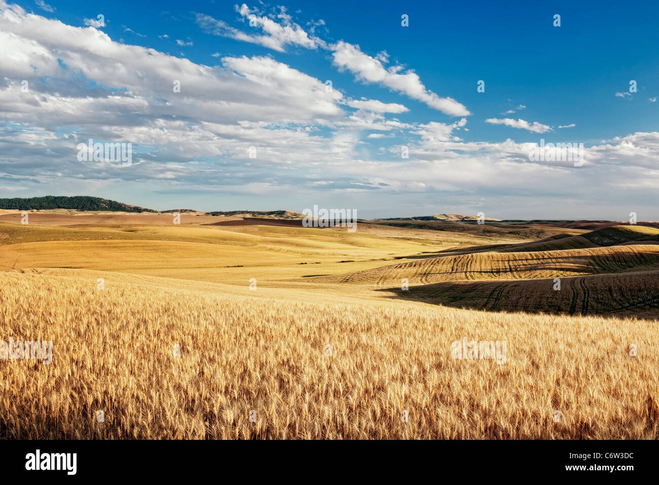 Late afternoon summer clouds pass over the wheat fields of eastern