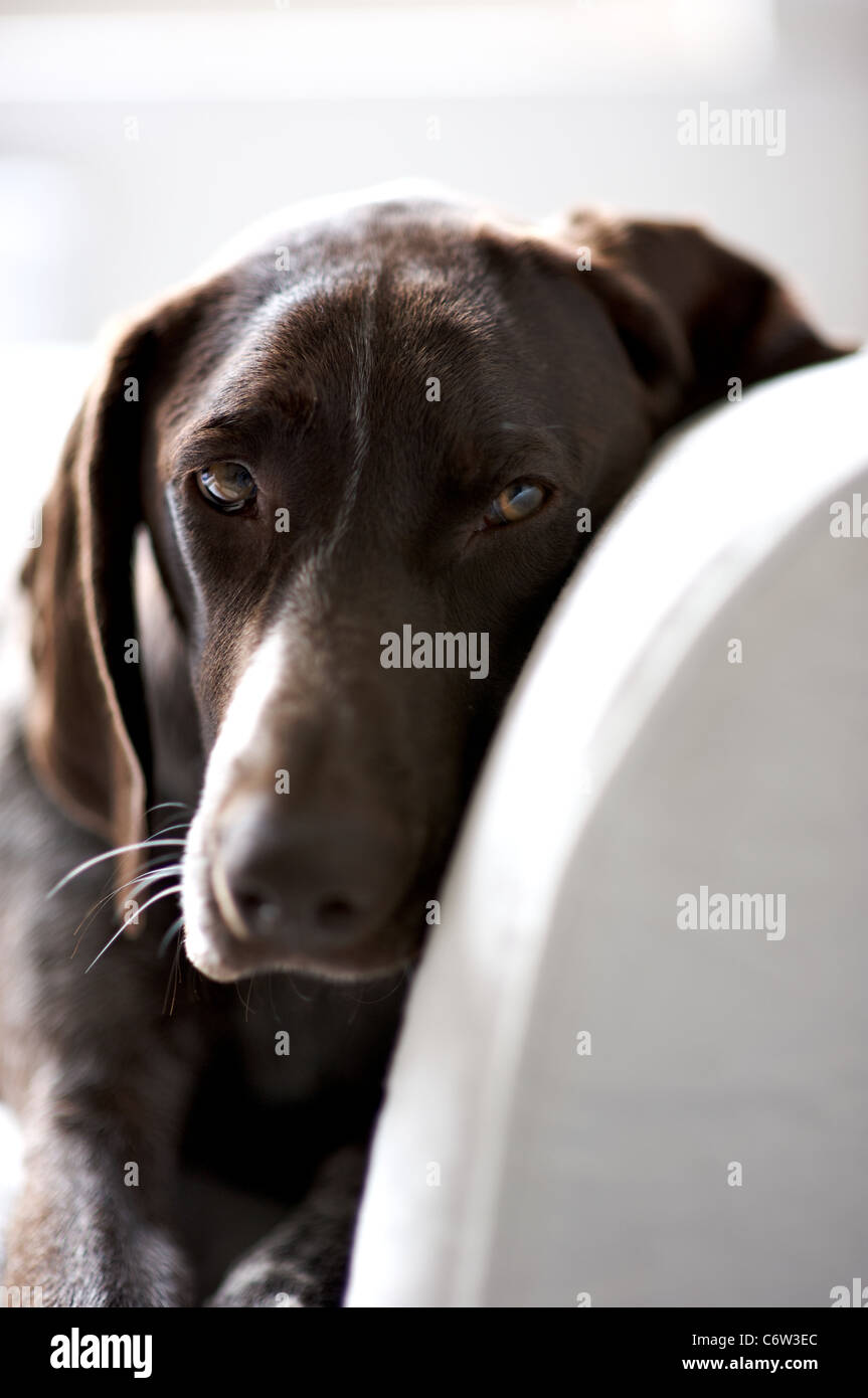 Lolly the German Pointer, resting Stock Photo