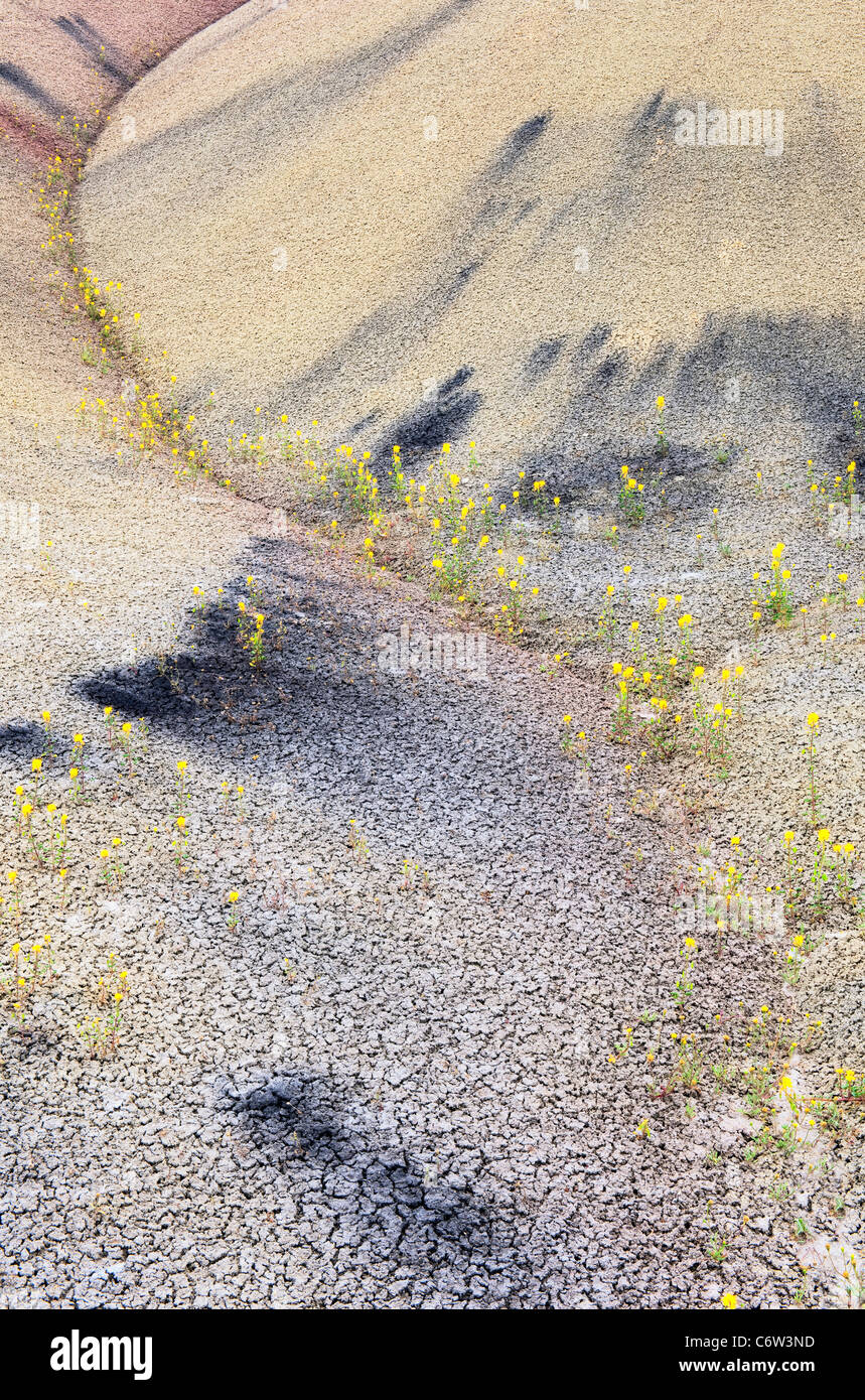Bee flowers bloom among the furrows of ash deposits at the Painted Hills Unit of Oregon’s John Day Fossil Beds Nat Monument. Stock Photo