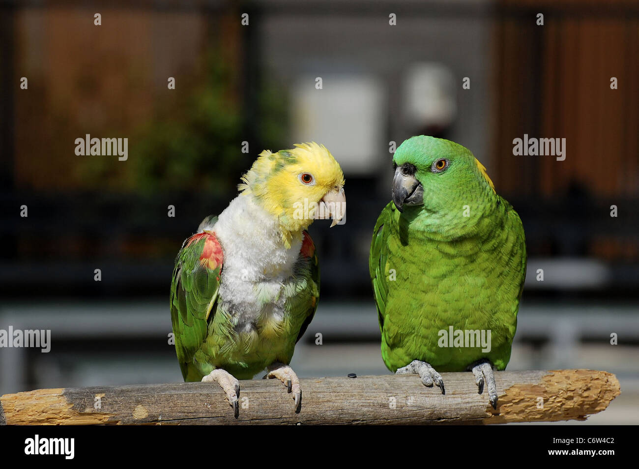 Male and female green parrots with the result of too much grooming visible on the leftmost one. Stock Photo