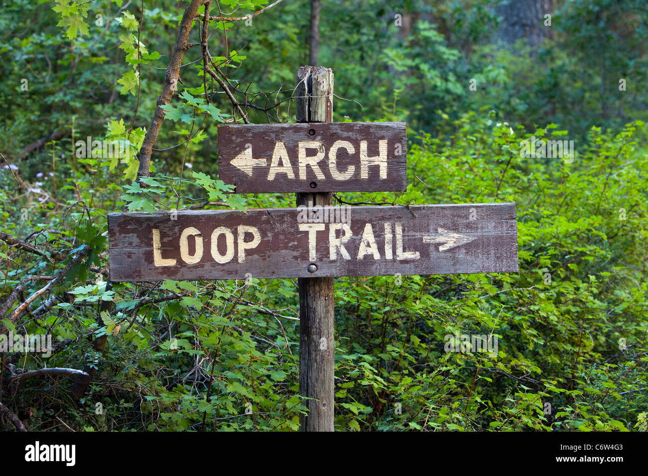 Sign, signpost in a lush green mountain forest pointing directions for