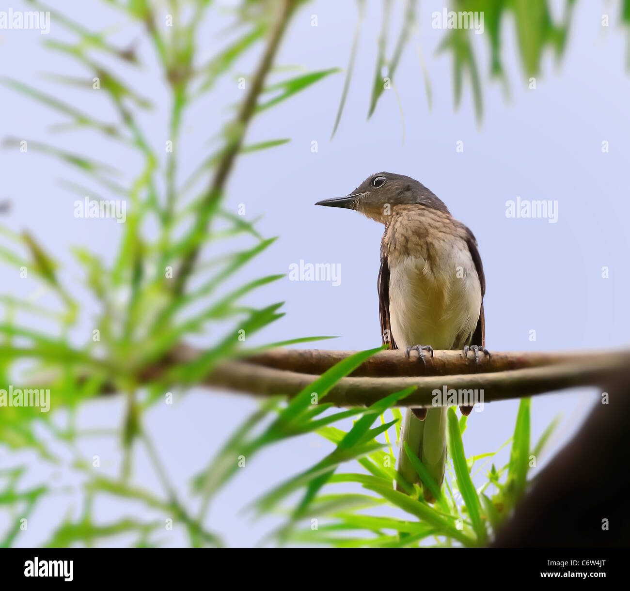 A Oriental Magpie Robin, juvenile sitting on a tree branch with green leaves in the backdrop of blue sky Stock Photo