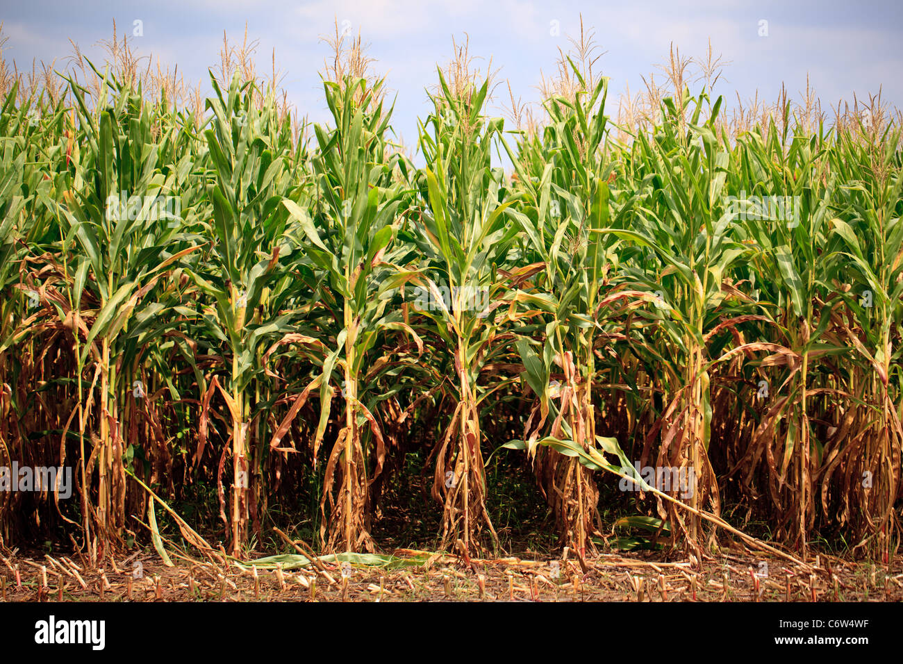 Field of corn maize Stock Photo
