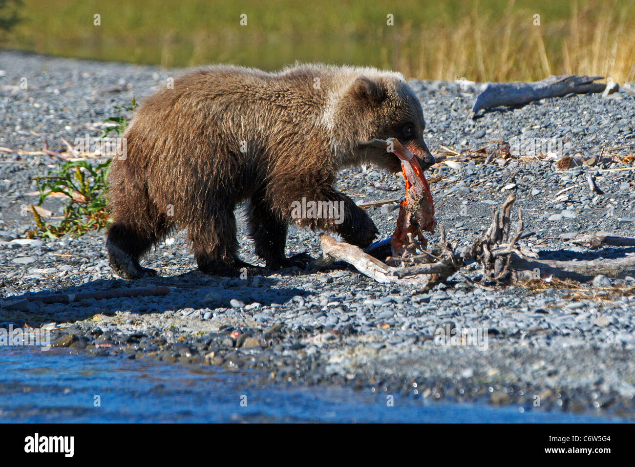 North American brown bear cub eating salmon along banks of Skilak Lake, Kenai National Wildlife Refuge, Alaska, United States Stock Photo