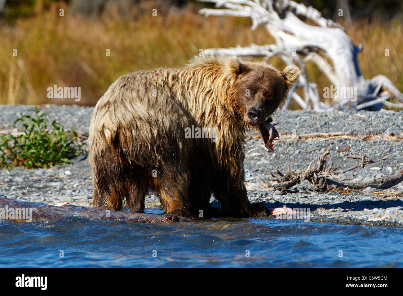 North American brown bear sow eating salmon along banks of Skilak Lake, Kenai National Wildlife Refuge, Alaska, United States Stock Photo