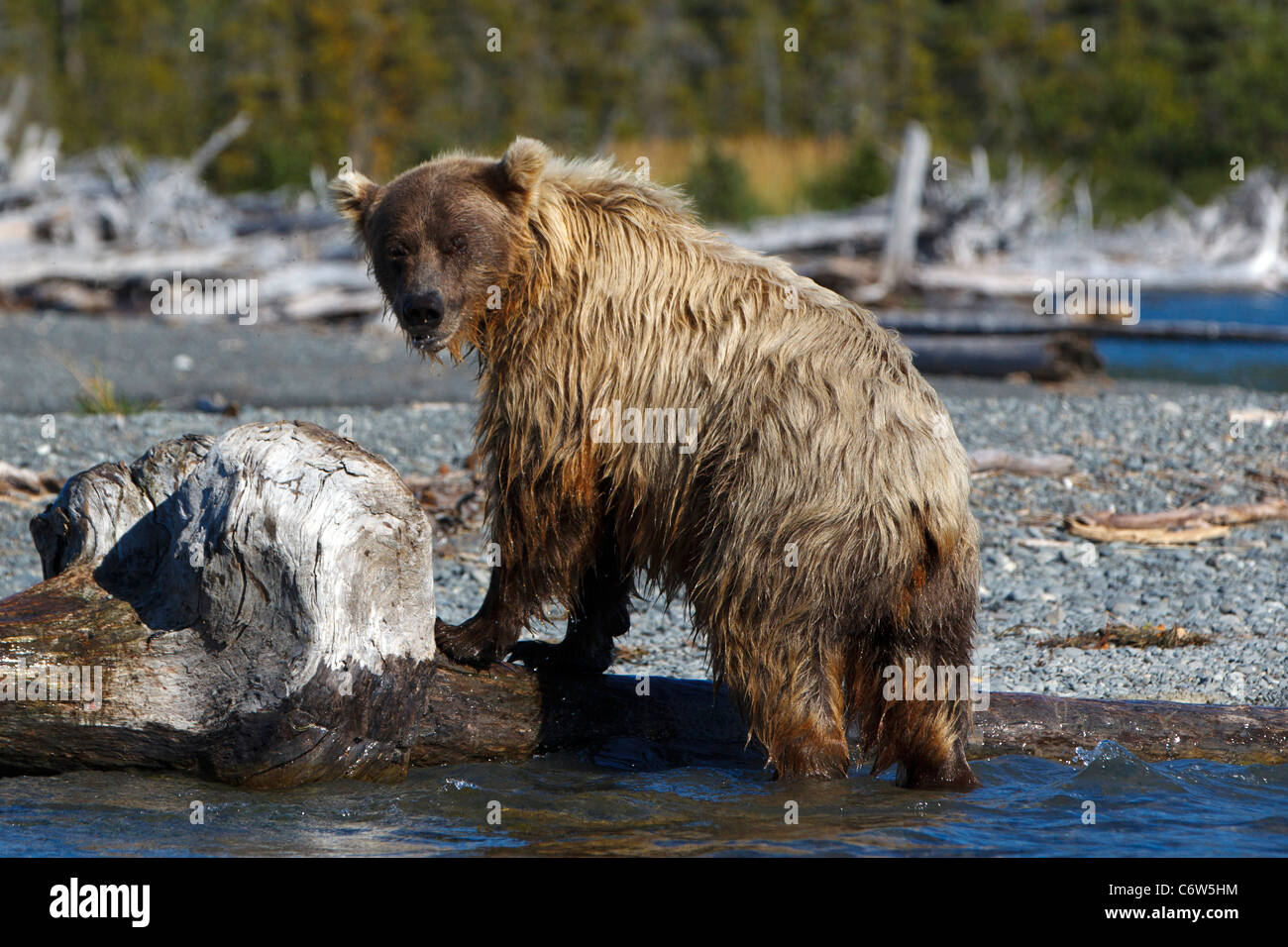 Kenai national wildlife refuge hi-res stock photography and images - Alamy