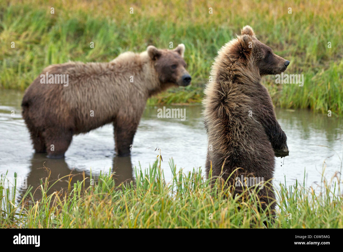 North American brown bear sow and cub standing in creek, Lake Clark National Park, Alaska, United States Stock Photo
