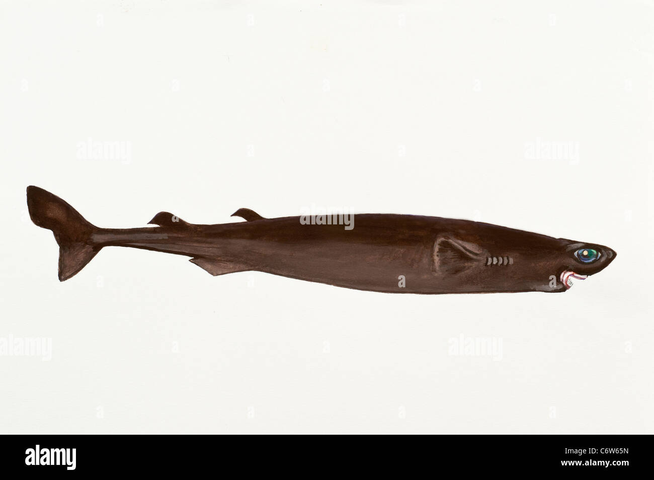 Cookiecutter Shark or Cigar Shark Isistius brasiliensis, Dalatiidae Stock Photo