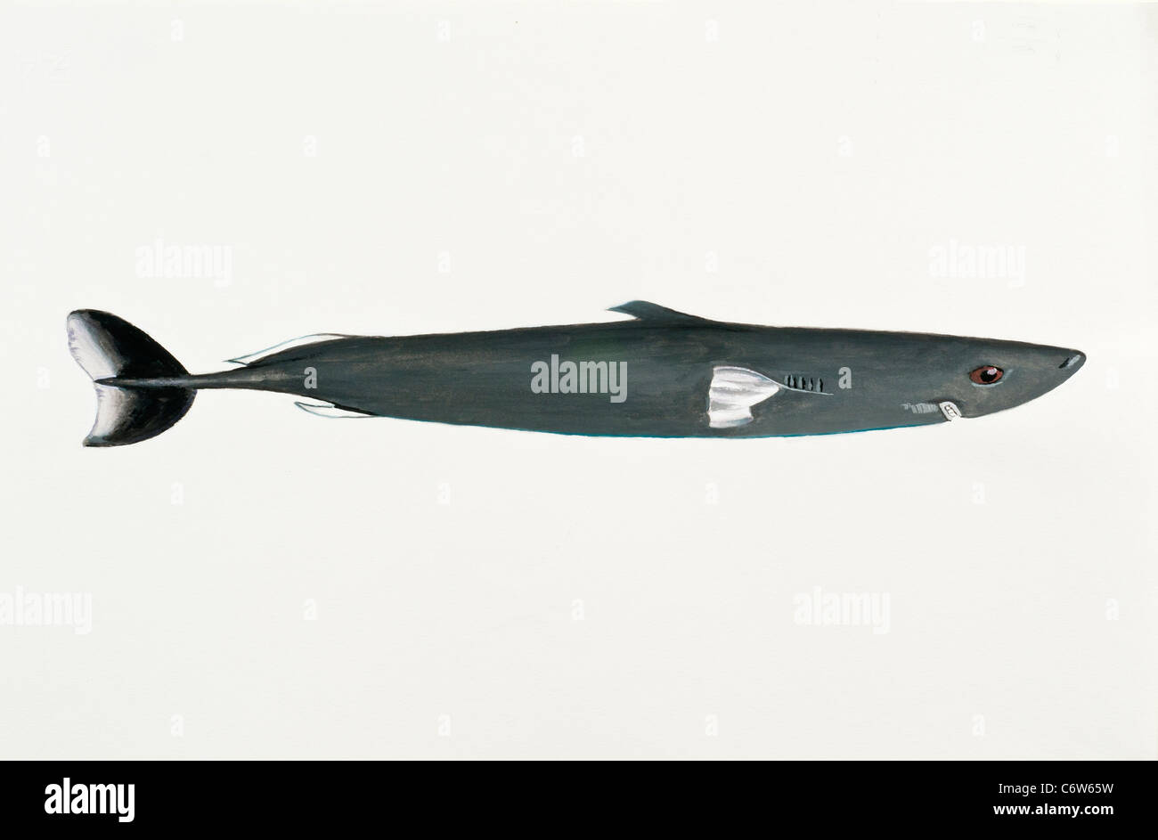 Spined Pygmy Shark Squaliolus laticaudus, Dalatiidae Stock Photo Alamy