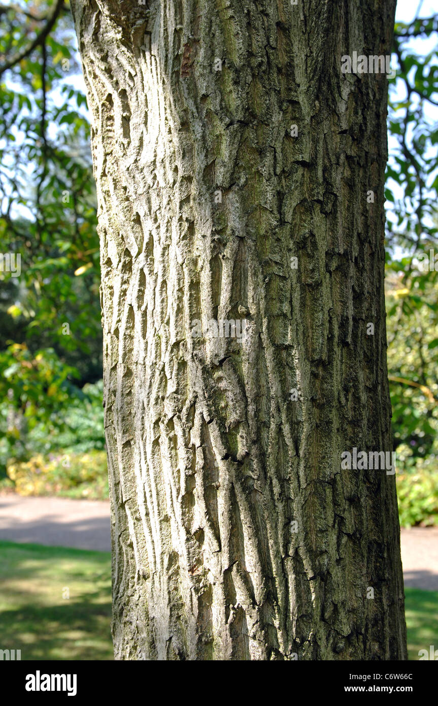 Bark of Japanese Walnut, Juglans ailanthifolia var. cordiformis, at Leicester Botanic Garden, UK Stock Photo