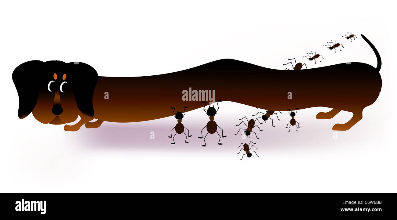 Dachshund and ants cartoon Stock Photo