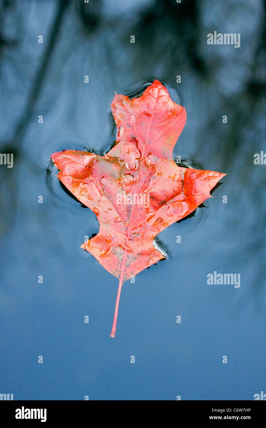 Scarlet Oak Leaf Floating on Garden Pond in Autumn Stock Photo