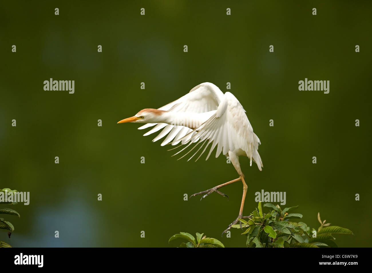 Cattle Egret (Bubulcus ibis) - flying - Costa Rica - At nesting colony - tropical rain forest Stock Photo