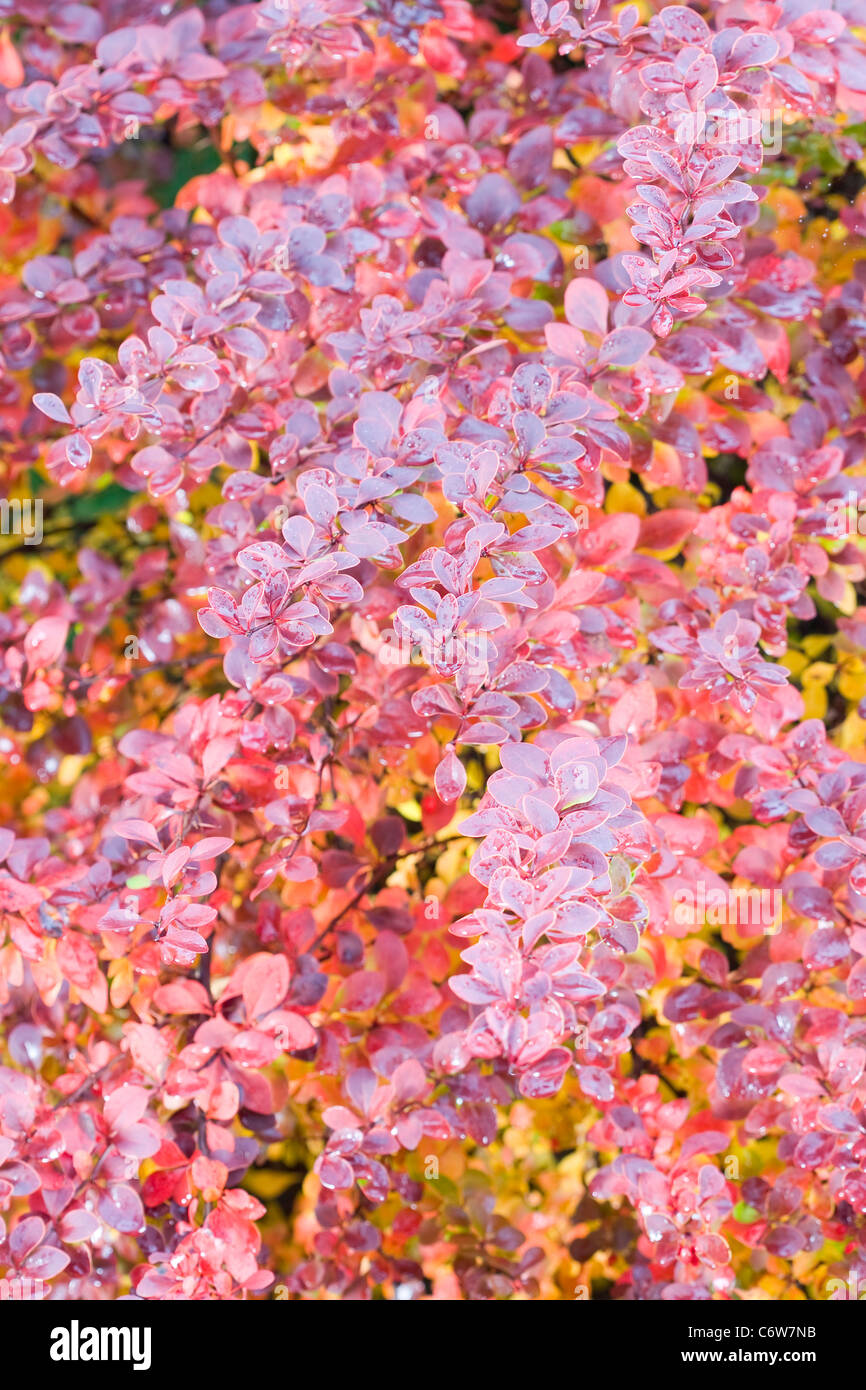 Autumn Colours of the Leaves of Berberis thunbergii Stock Photo