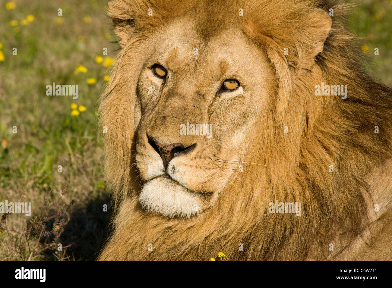 Africa wild nature hi-res stock photography and images - Alamy