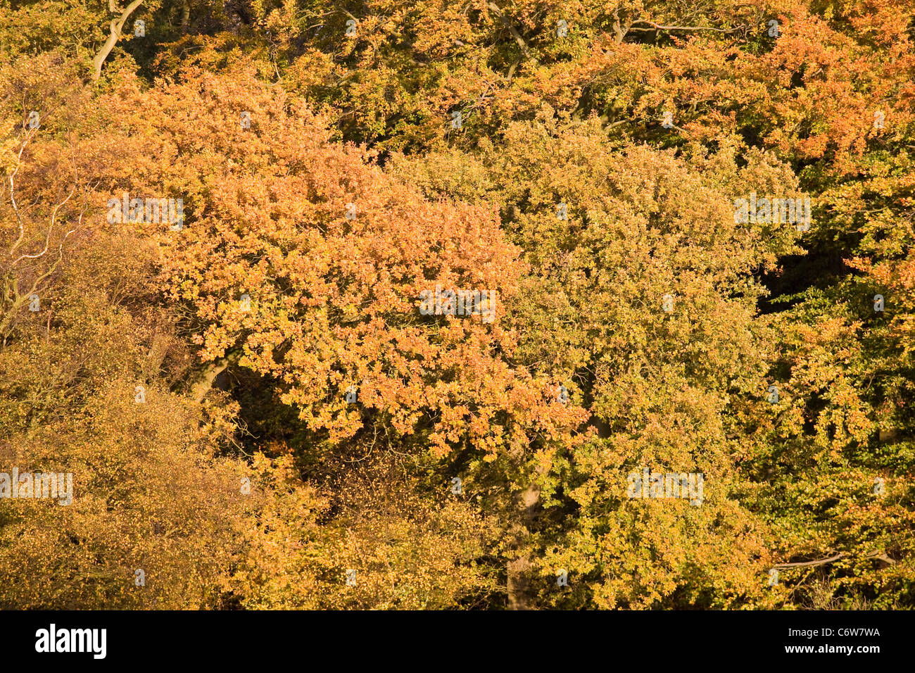 Autumn Colour of Mixed Deciduous Trees Stock Photo