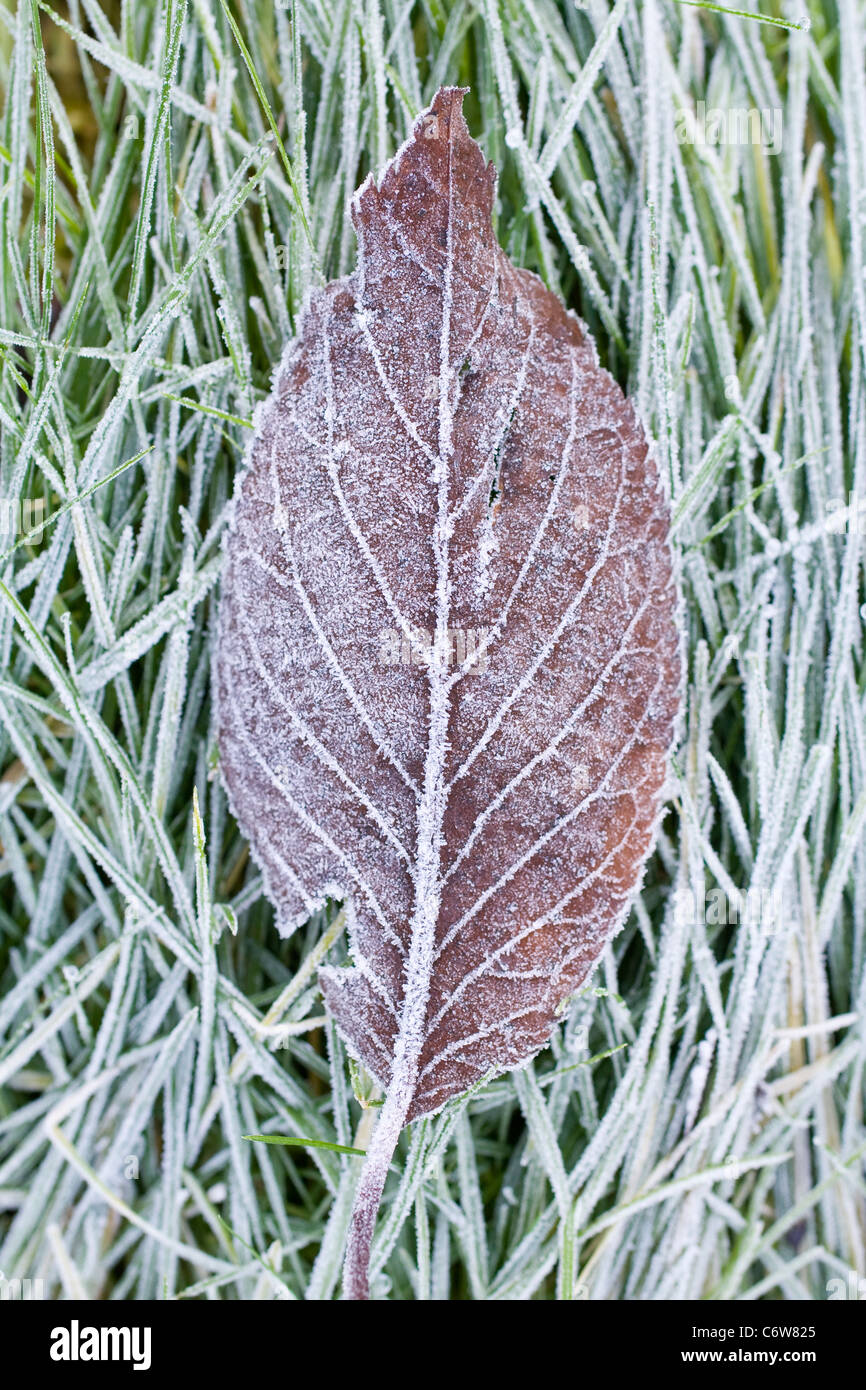 Frosted Cherry Leaf on Lawn Stock Photo Alamy